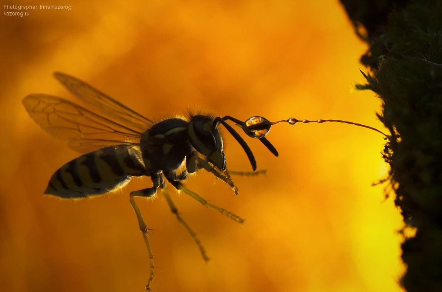 , Ирина Козорог