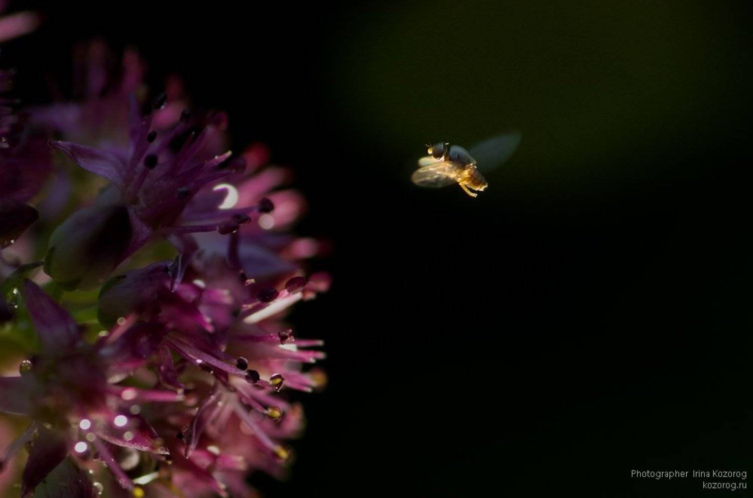 , Ирина Козорог