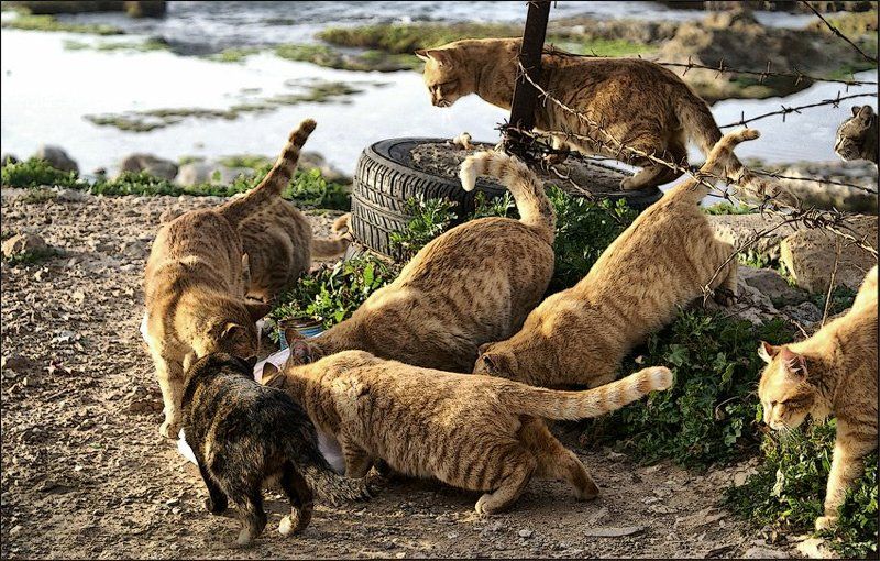 Морские котики фото превью