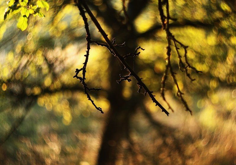 Morning in the apple orchard фото превью