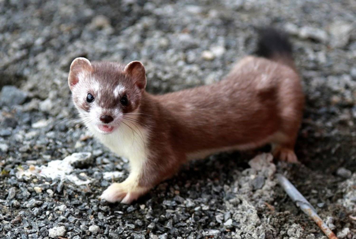 , Солодухин Виктор