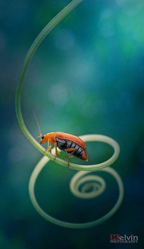 , Kelvin Huy