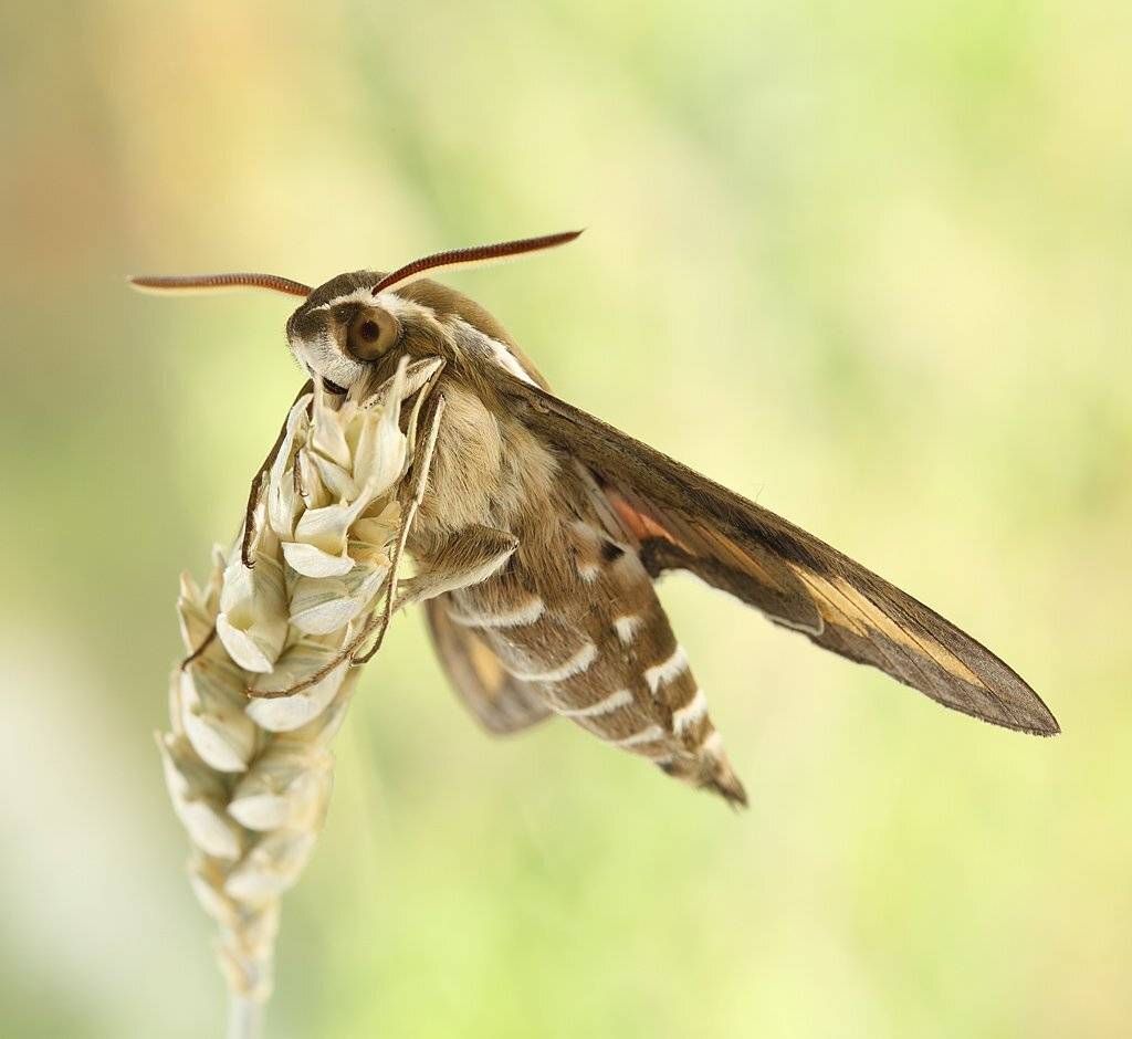 , Сергей Таланов