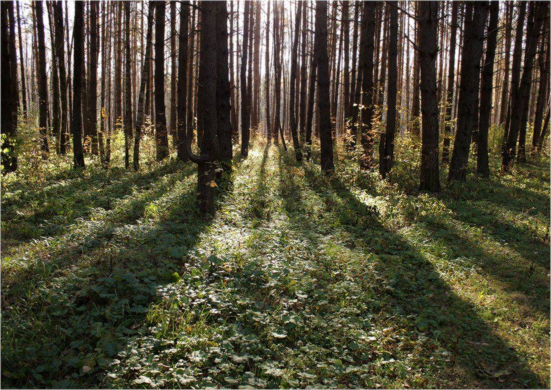 лес, осень, октябрь, КарОл