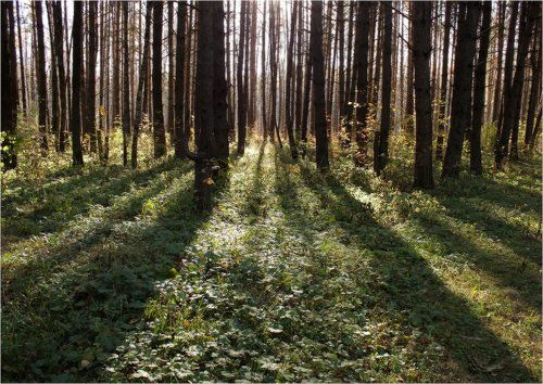 Прозрачный лес