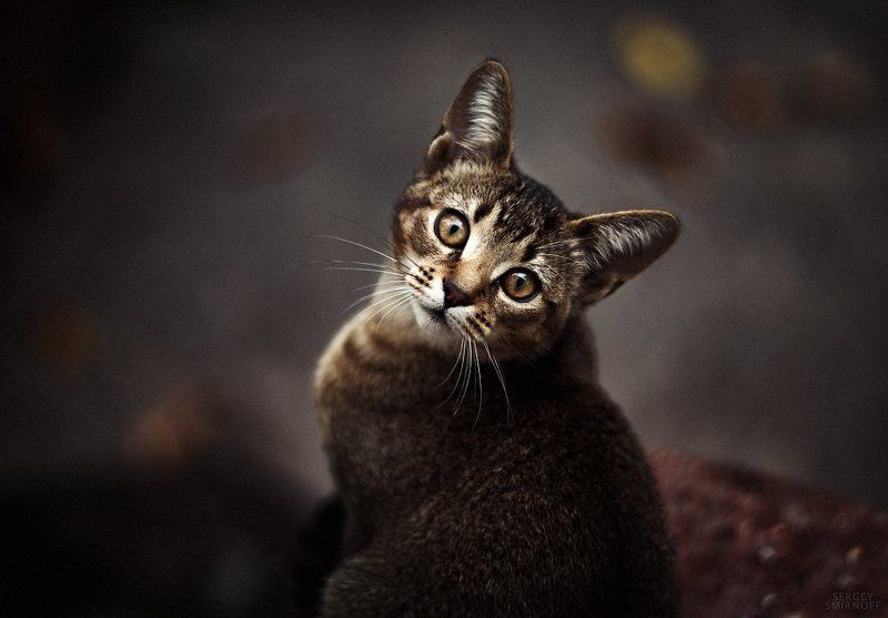 cat фото превью