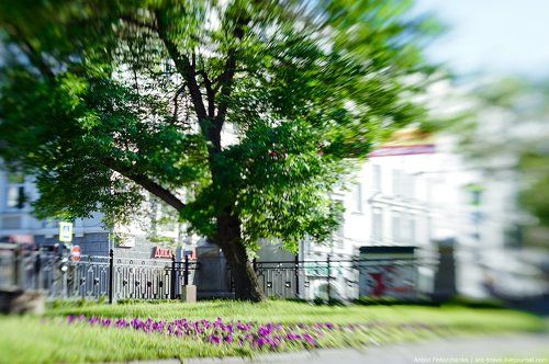 The Story of a Tree
