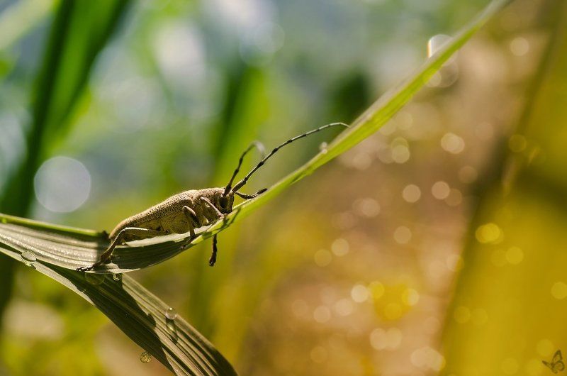Agapanthia villosoviridescens-Tesárik úzkoštíty фото превью