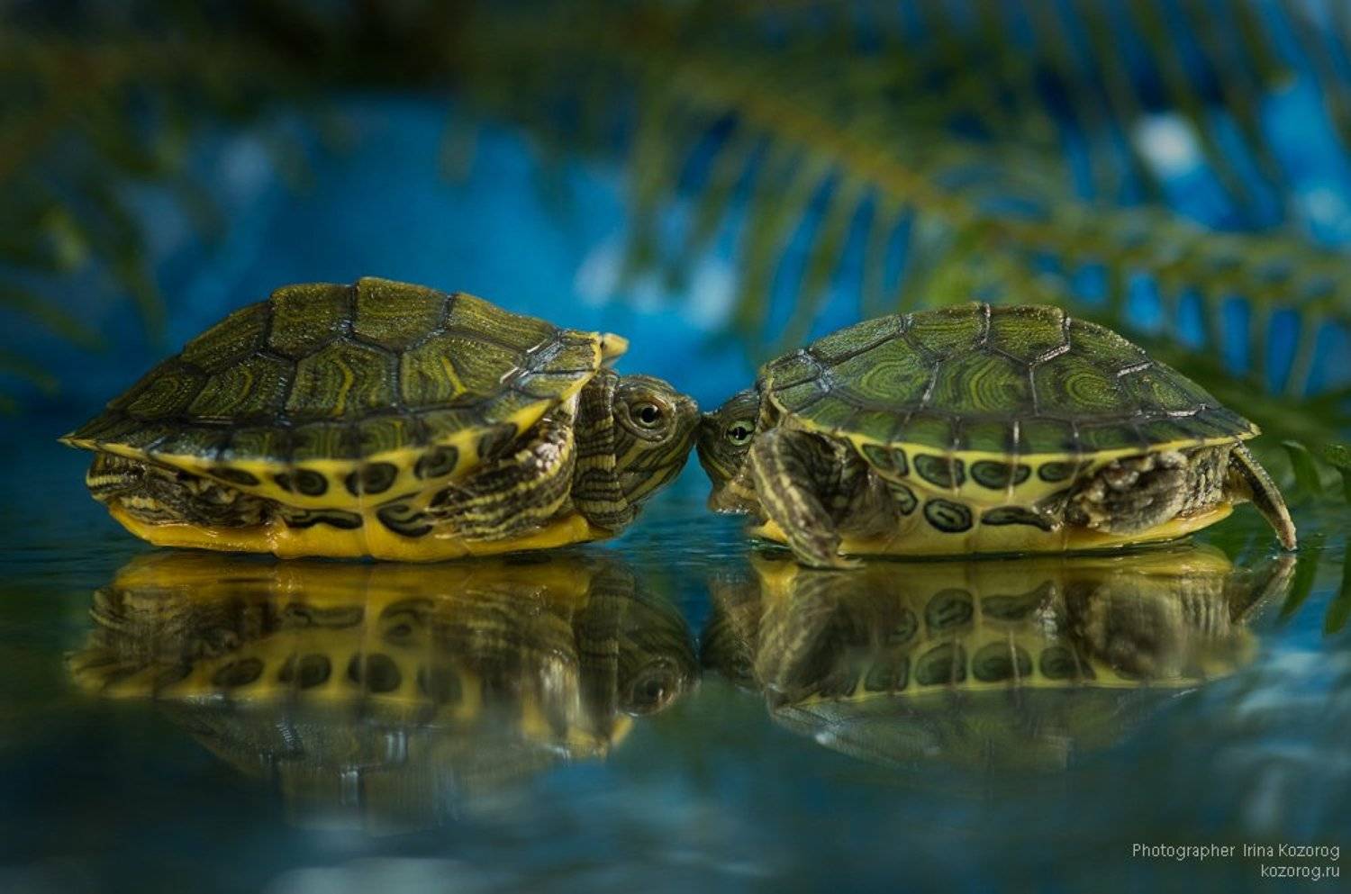 , Ирина Козорог