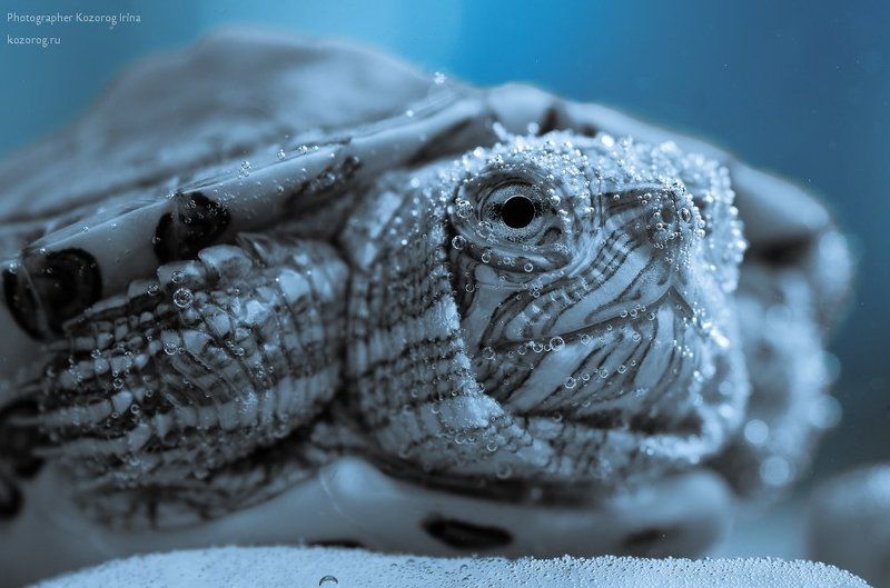 Мудрая фото превью