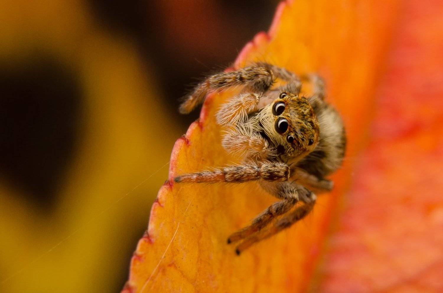18-55, Autumn, D5100, Листья, Осень, Паук, Паутина, Скакун, Ренат Тугушев