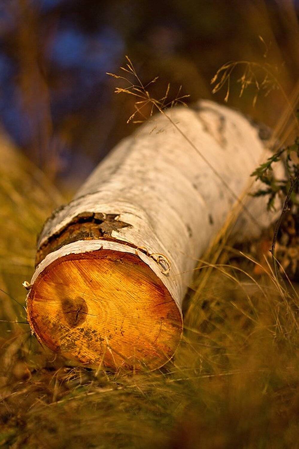 , Ирина Костова