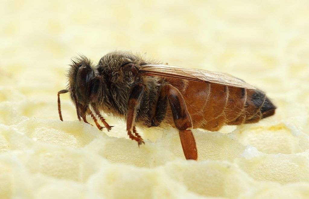 , Сергей Таланов