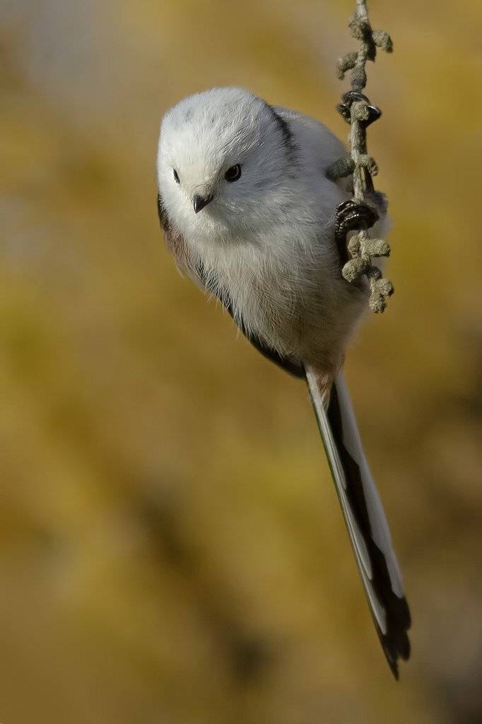 , Ляпустин Юра