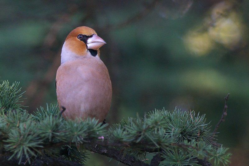 Дубонос фото превью