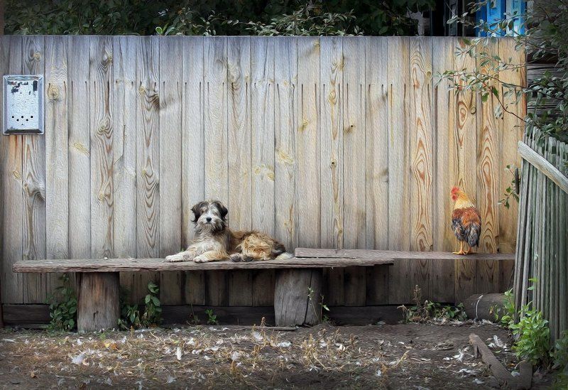 *** фото превью