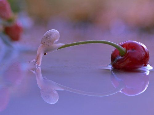 cherry