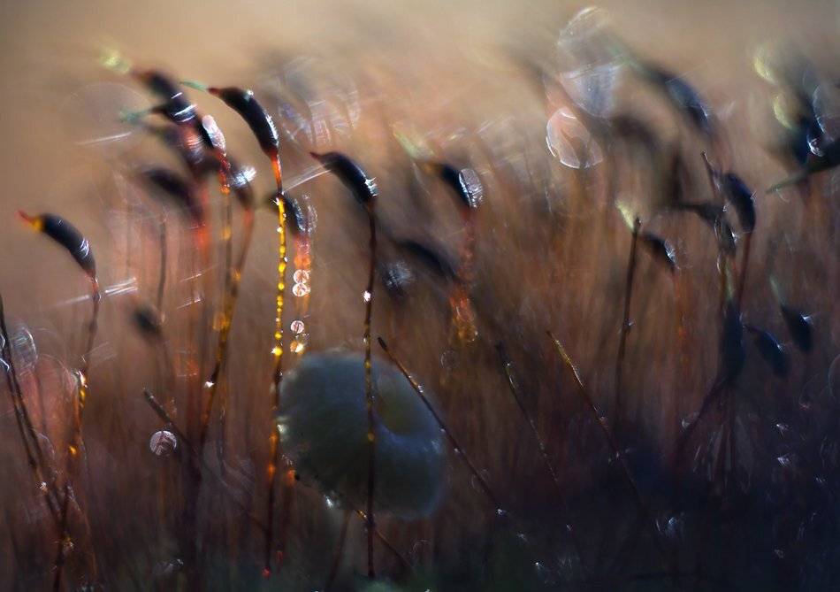 , Иваненко Светлана