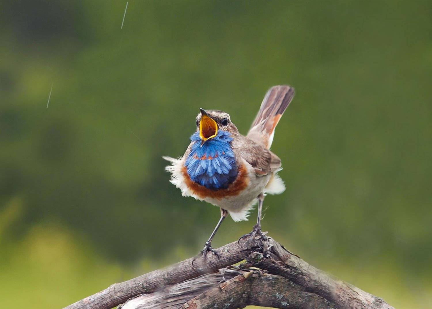 Птицы, Наталья