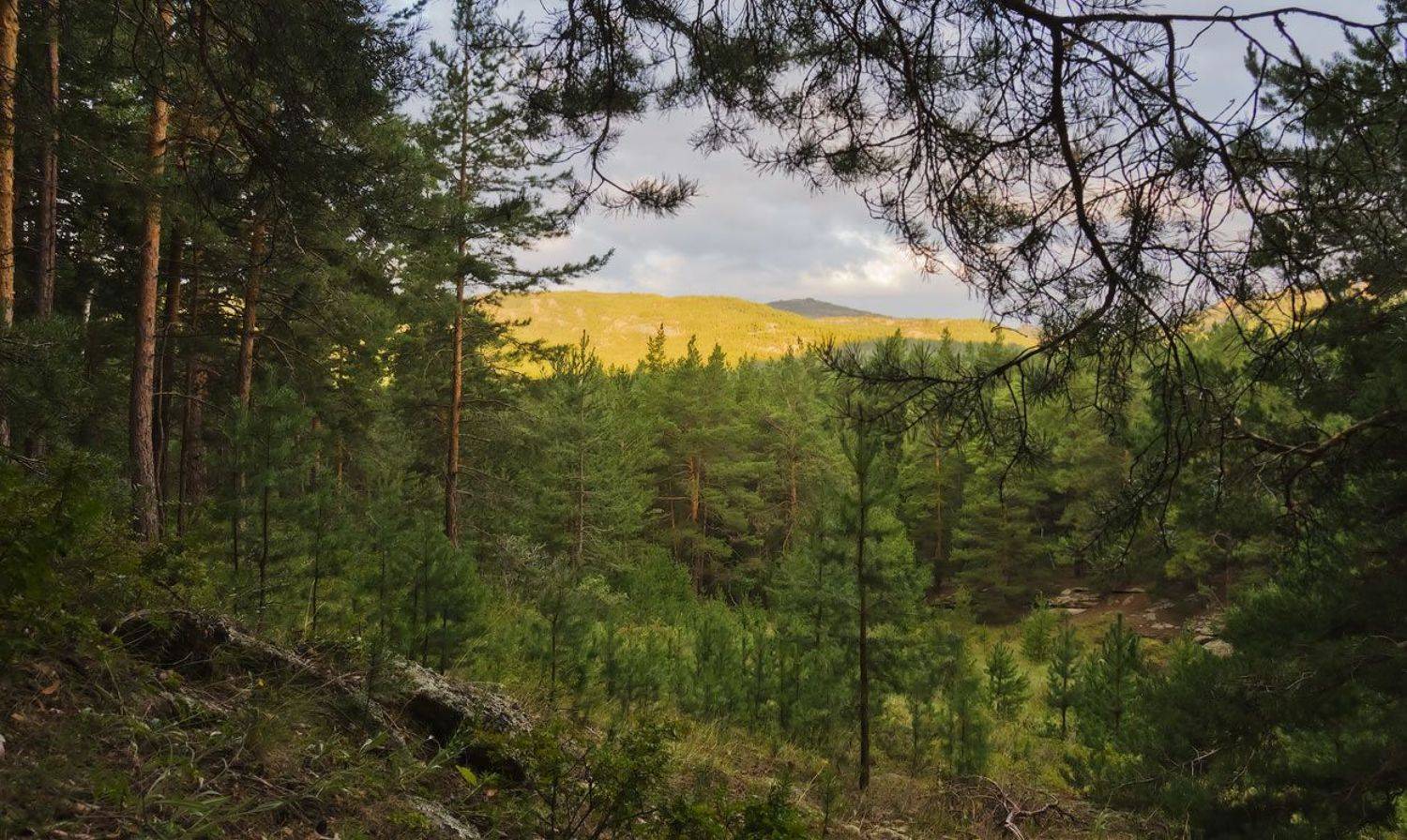 , Андрей Журавлев