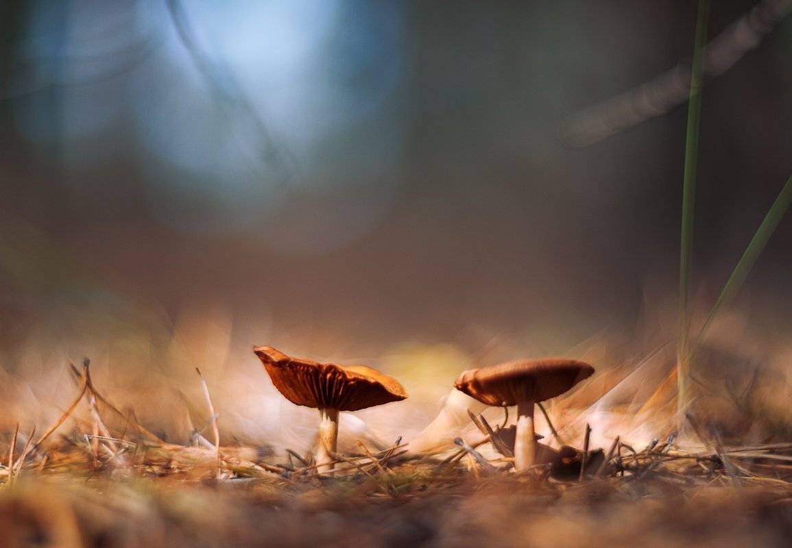 , Татьяна Аверина