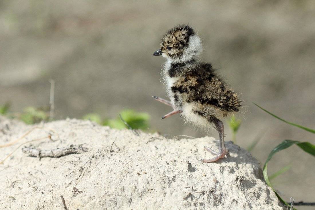 , Сергей Кузнецов
