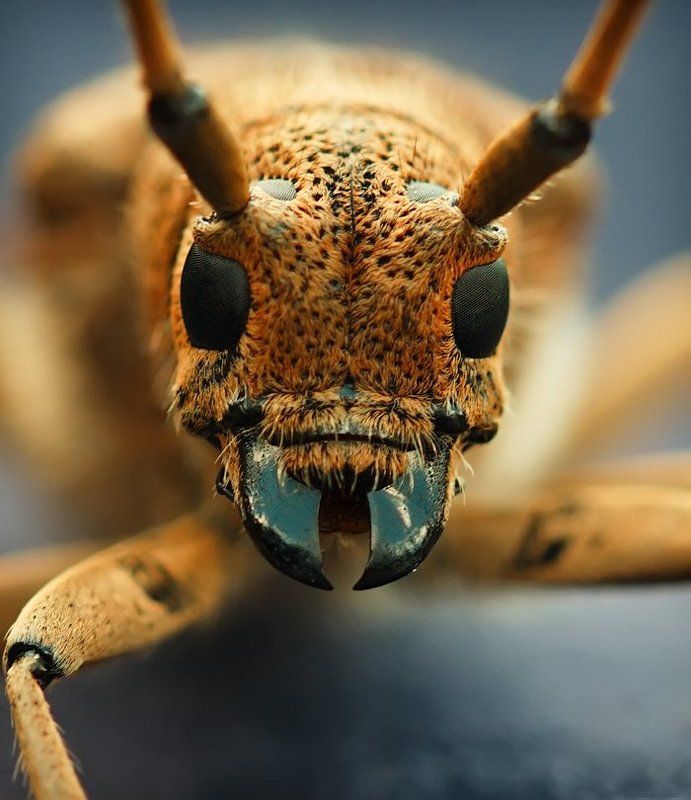 Termianator фото превью