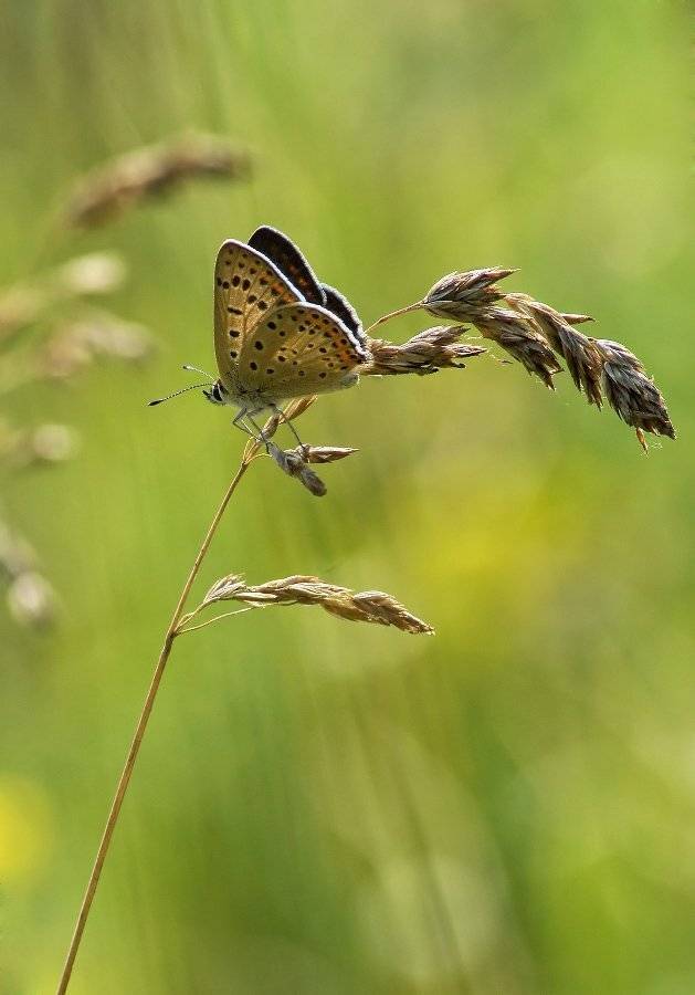 , Чепленко Алексей