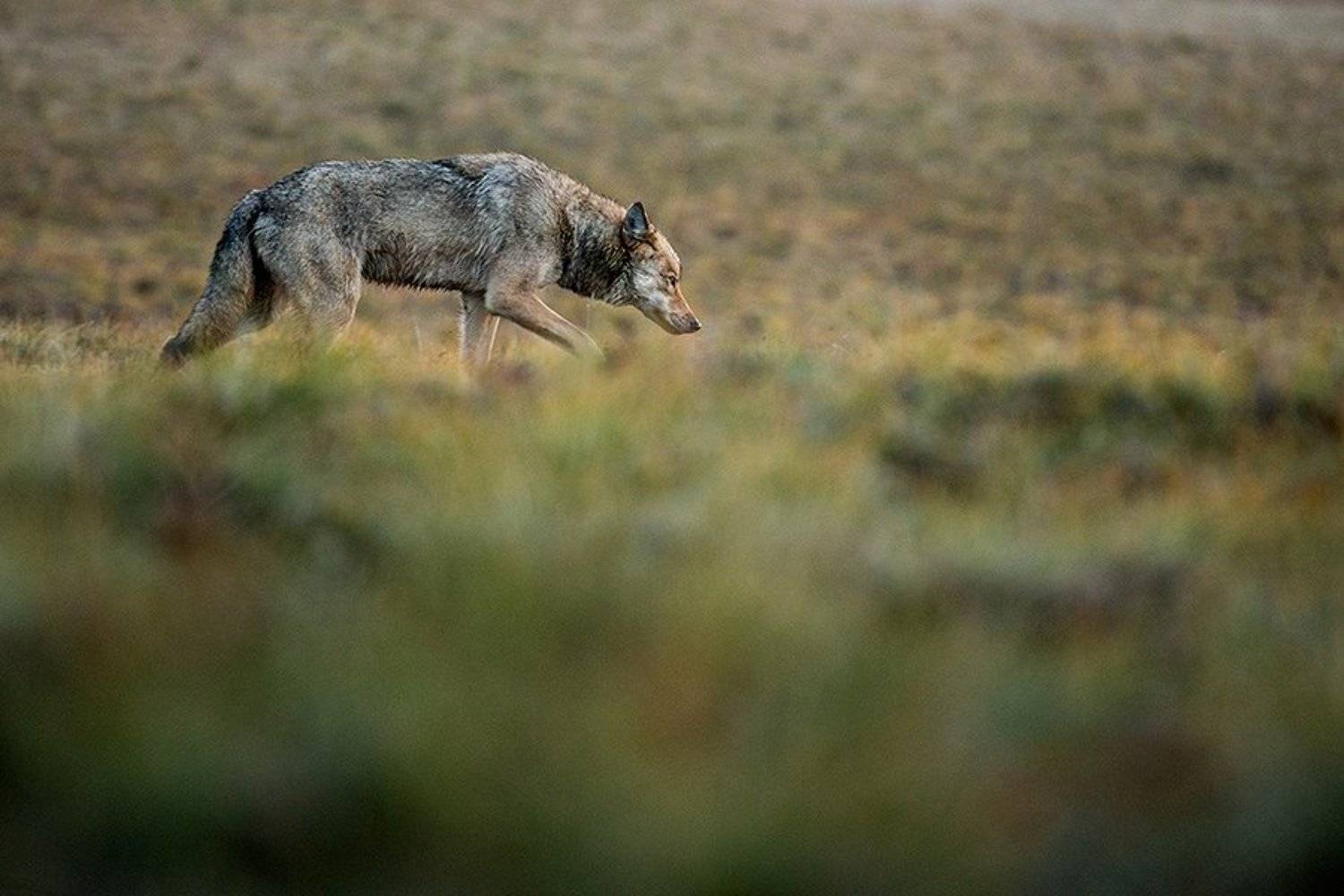 , Иван Кислов