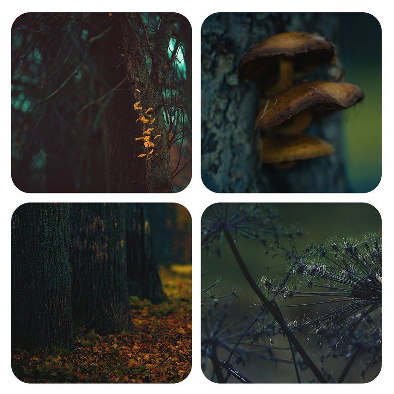 Осенние квартеты фото превью