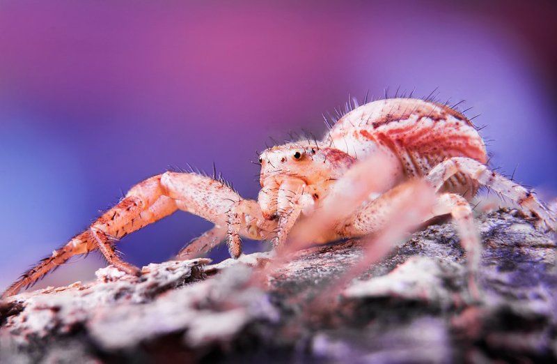 Macro, Micro-nikkor af 105mm f/2.8 d, Nikon, Макро SPIDER фото превью