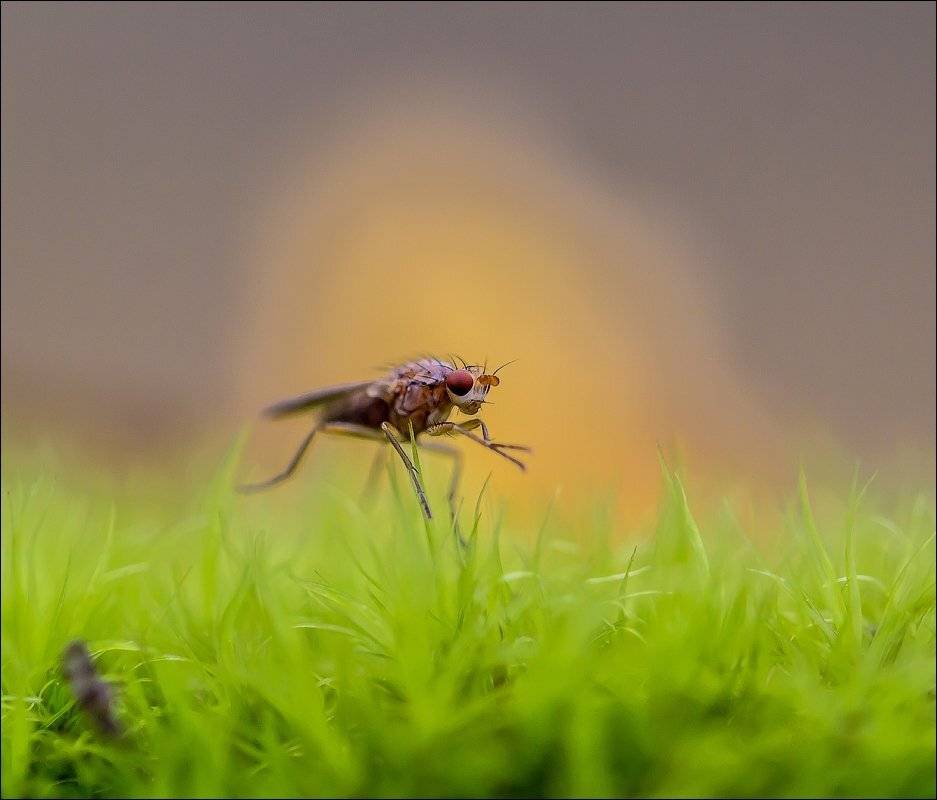 , Бурлов Андрей