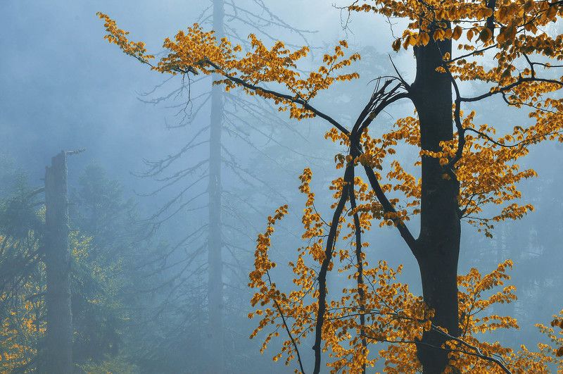 Осенний лес фото превью