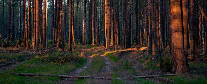 Вечер в сосновом бору фото превью