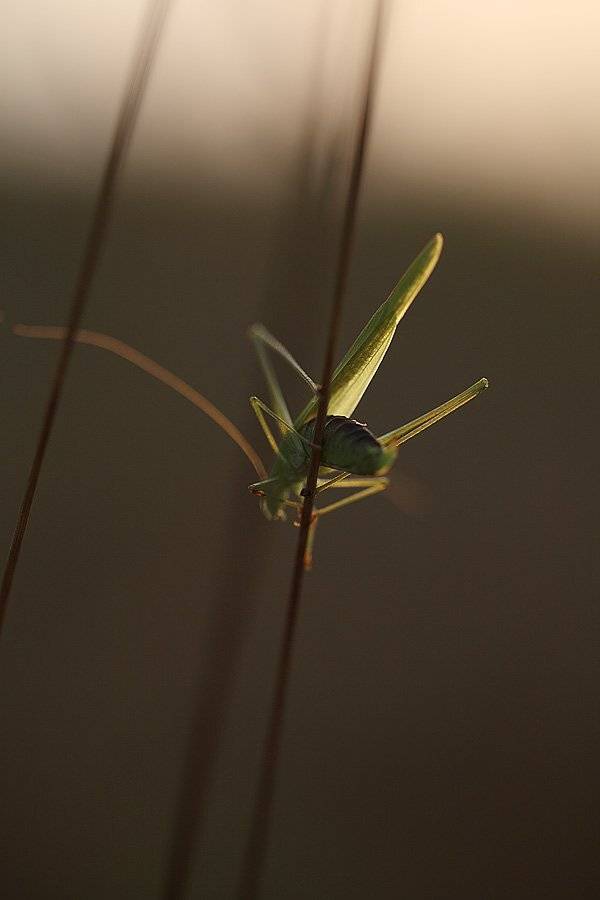 , Сергей Таланов