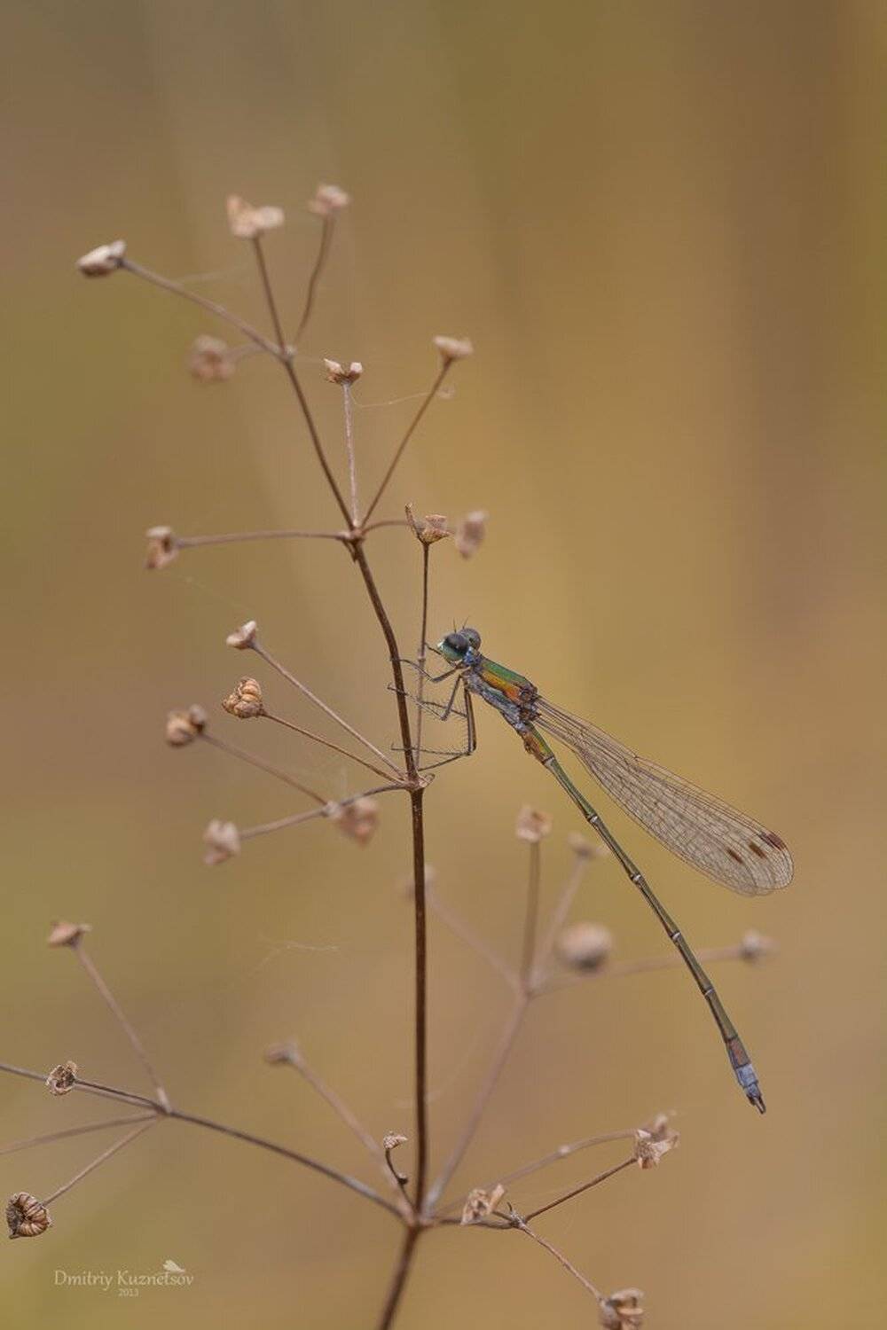 , Кузнецов Дмитрий