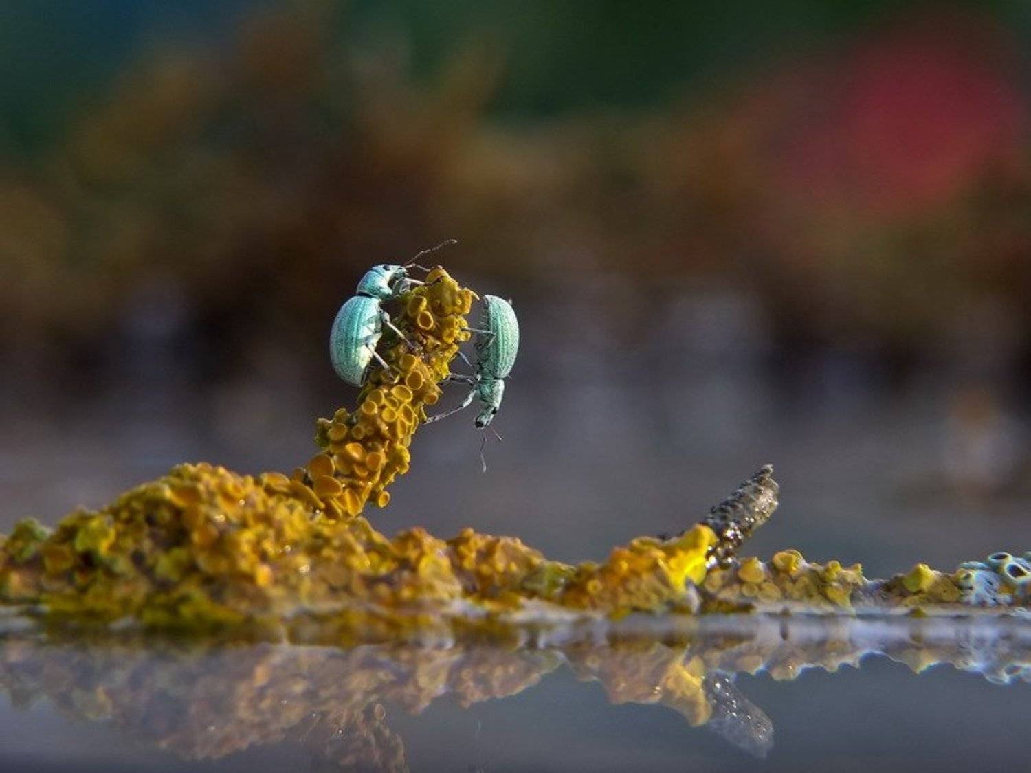 осень, Вячеслав Мищенко