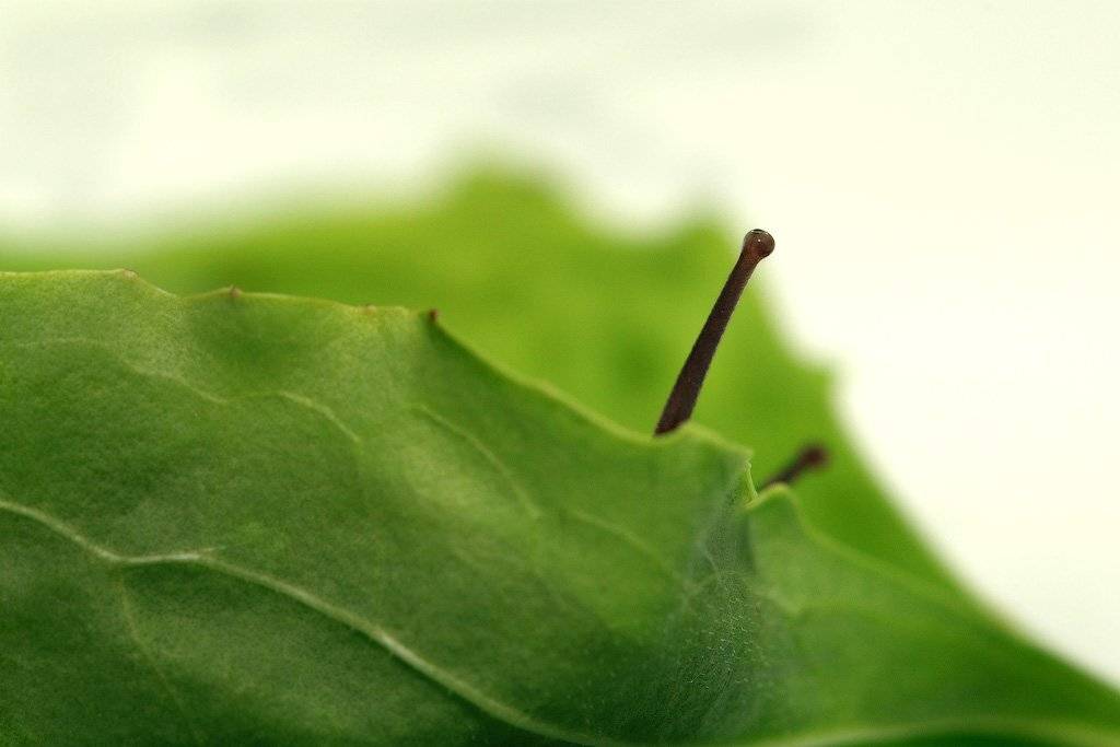 Глаз, Листья, Макро, Улитка, Александр Аседач