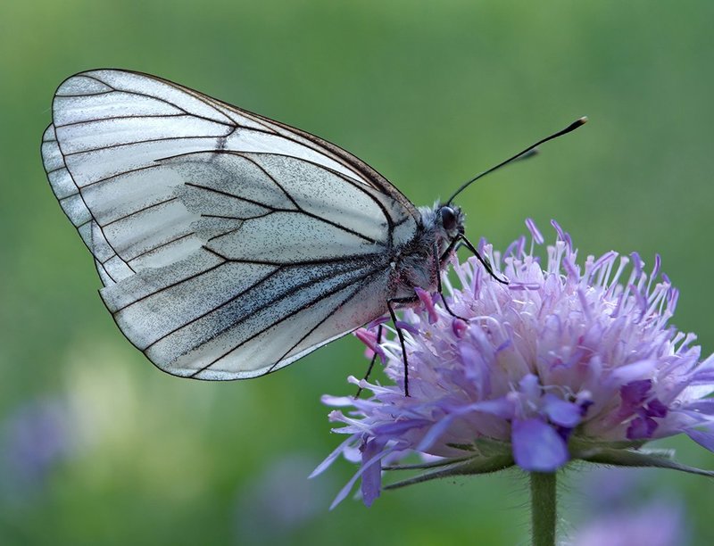 бабочка, боярышница, макро *** фото превью