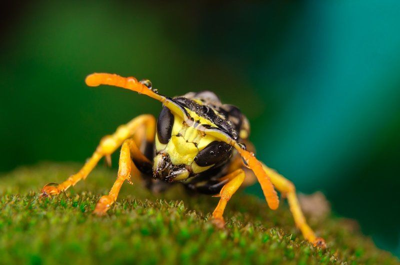 18-55, D5100, Капли, Лето, Макро, Макрокольца, Мох, Оса ^-^ фото превью