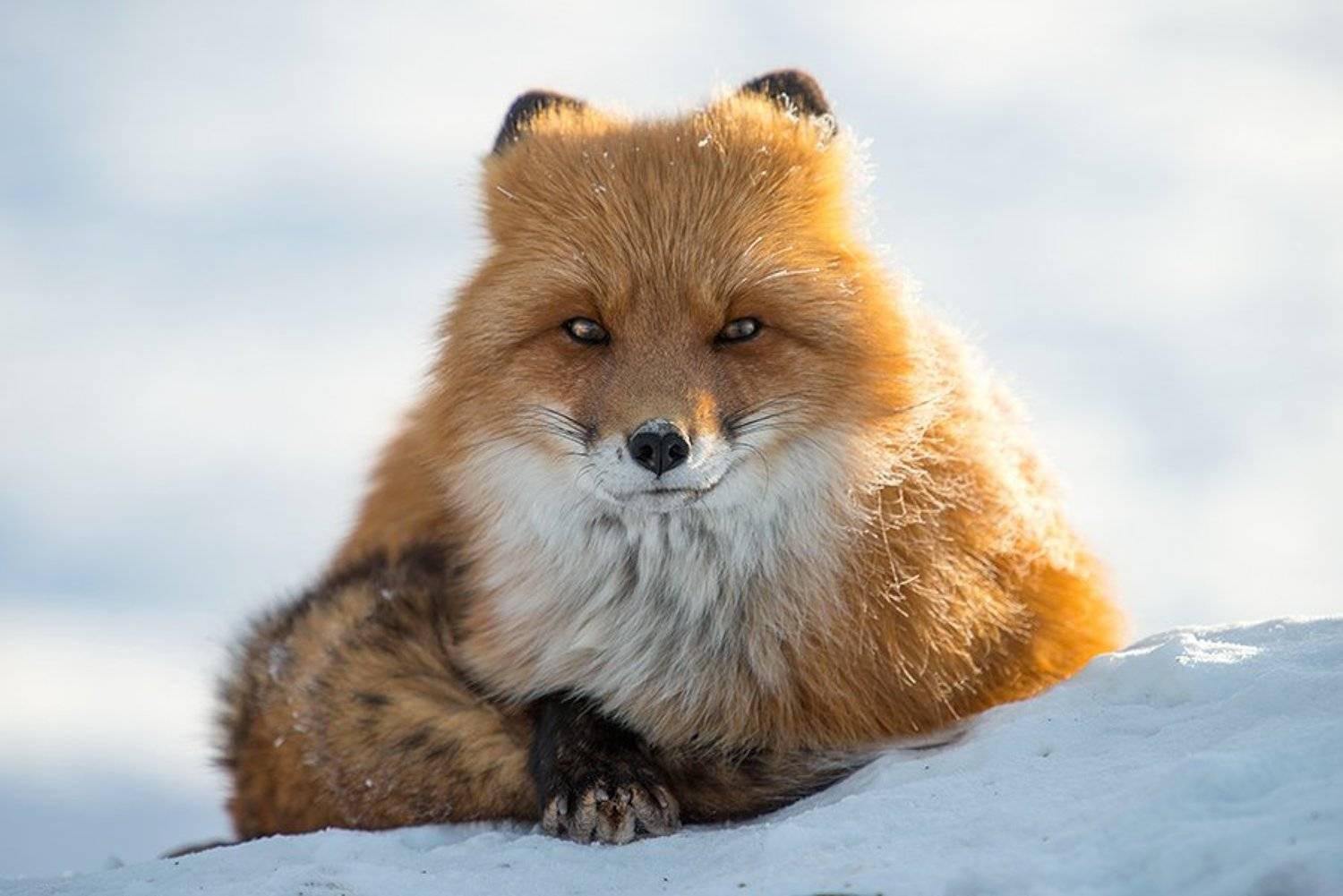 , Иван Кислов