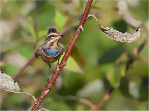 Вара́кушка Luscinia svecica