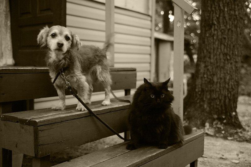 Лето, Пес, Спутник, Турбаза, Черный кот Друзья фото превью