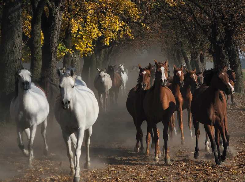 Cтадо фото превью