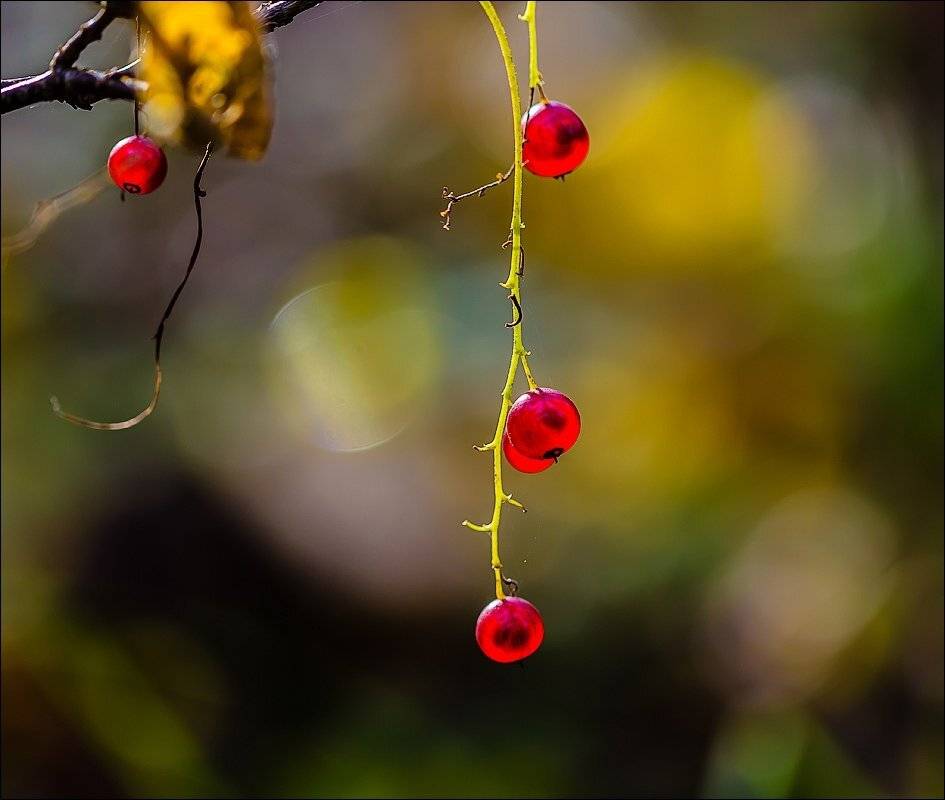 , Бурлов Андрей