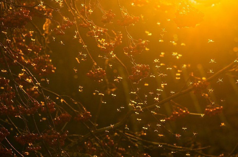 Комарики фото превью