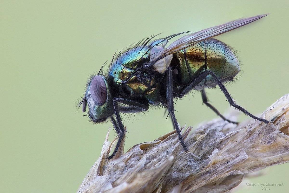 , Дмитрий Симончук