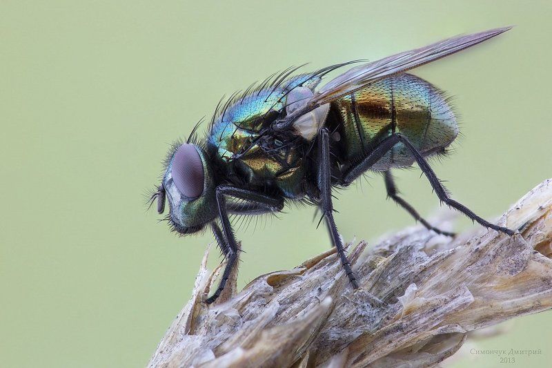 Зеленый мух.. фото превью
