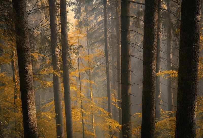 В осеннем лесу фото превью