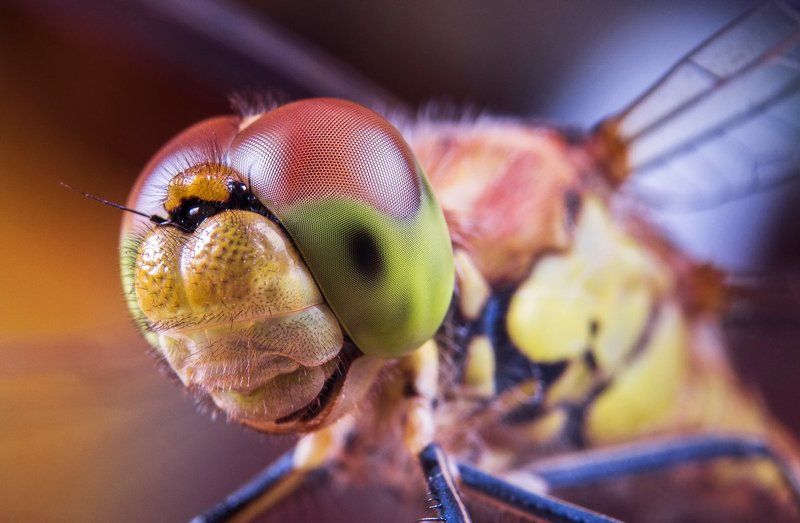 Dragonfly, Georgia, Macro, macro, Micro-nikkor af 105mm f/2.8 d, Nikon, Макро Dragonfly фото превью